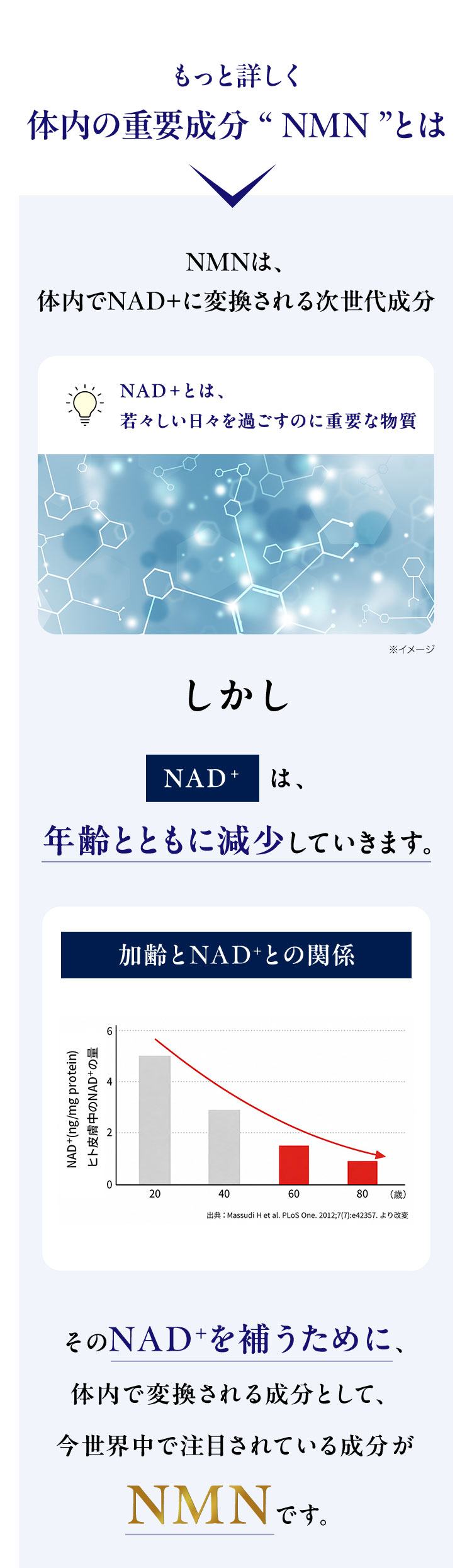 もっと詳しく
体内の重要成分 “NMN”とは
NMNは、
体内でNAD+に変換される次世代成分
NAD + とは、
若々しい日々を過ごすのに重要な物質
※イメージ
しかし
NAD + は、
年齢とともに減少していきます。
NAD+(ng/mg protein)
ヒト皮膚中のNAD+の量
加齢とNAD+との関係
20
20
40
60
80
(歳)
出典: Massudi Het al. PLoS One. 2012;7(7):e42357. より改変
そのNAD+を補うために、
体内で変換される成分として、
今世界中で注目されている成分が
NMN です。
