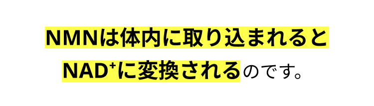 NMNは体内に取り込まれると
NAD+に変換されるのです。
