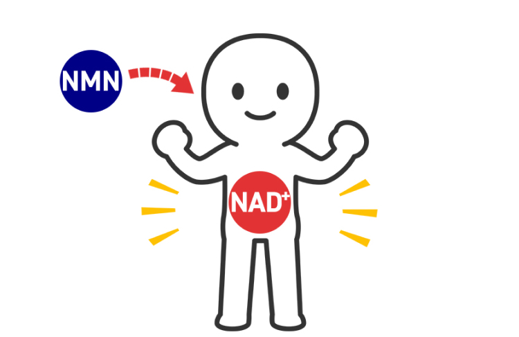 NMN
NAD