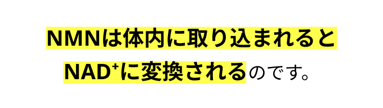 NMNは体内に取り込まれると
NADに変換されるのです。